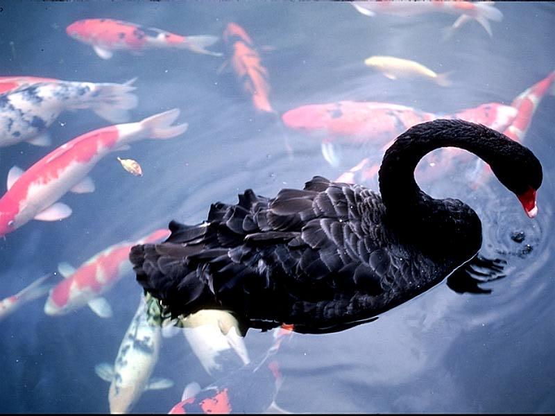 swan koi-Black Swan-in a pool with Koi.jpg
