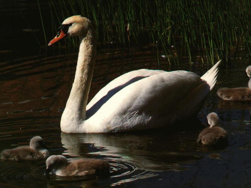 animal31-Mute Swans-family.jpg