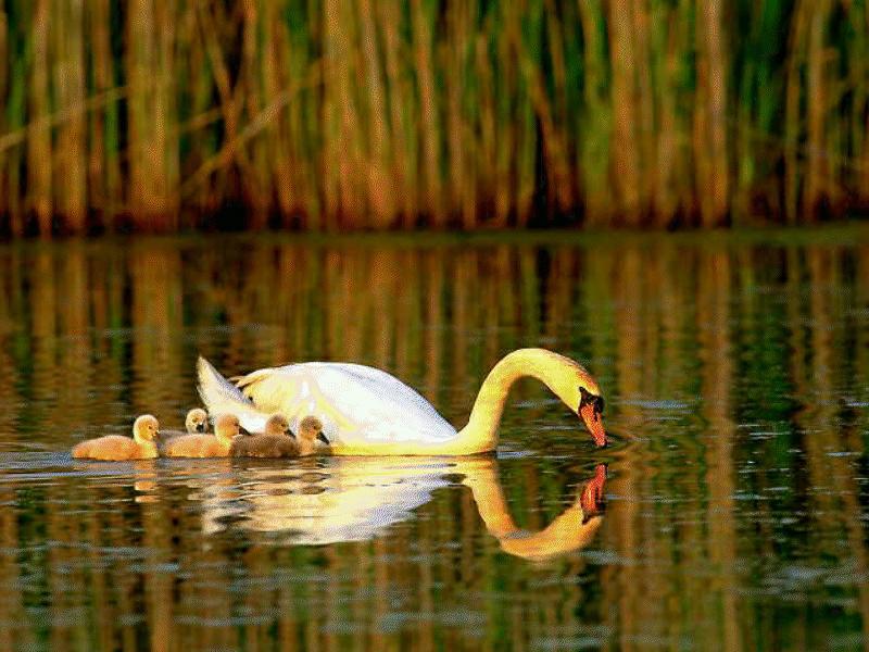 BABY12-Mute Swans-mom and chicks-on water.jpg