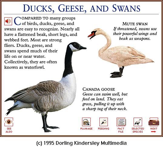 DKMMNature-Bird-Canada Goose-Mute Swan.gif