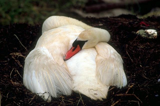 Foto0201-Mute Swan-Coiled-In Nest.jpg