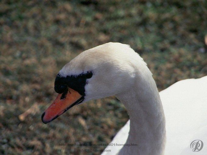 Fswan1-Mute Swan-Closeup.jpg