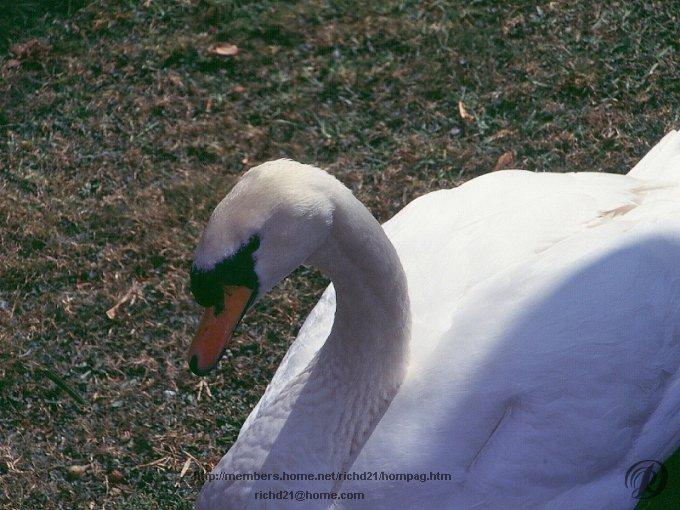 Fswan2-Mute Swan-Closeup.jpg