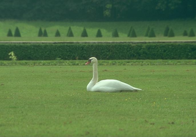 Lawn Swan-Sitting-On Grassland.jpg