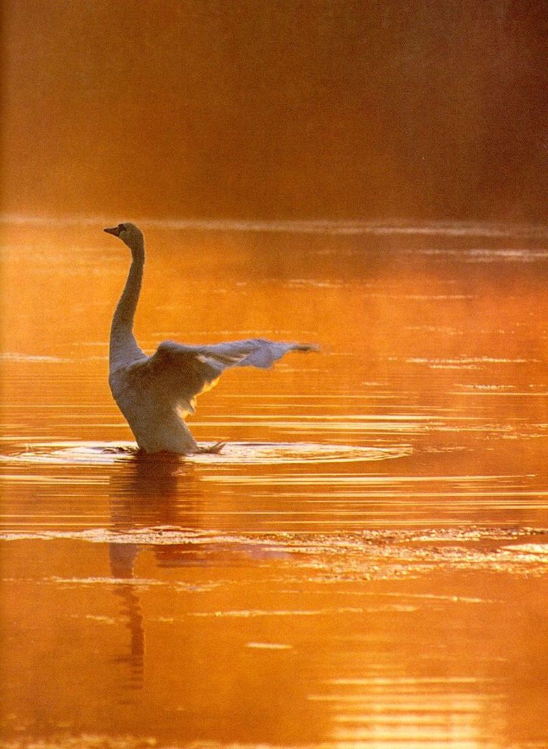 Mute swan-flapping-by Joel Williams.jpg