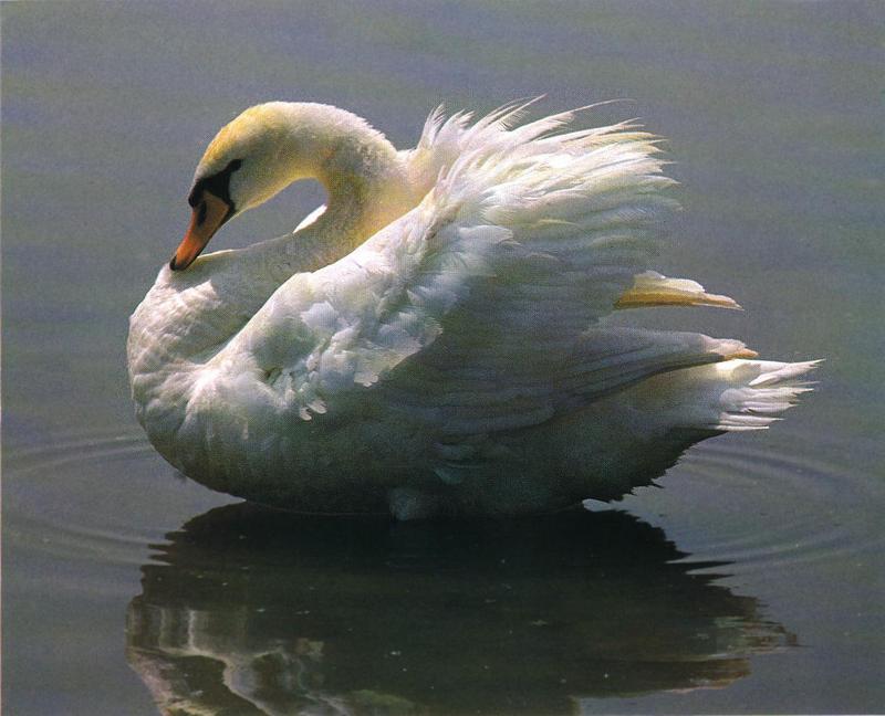 Mute Swan 01-Floating On Water-Mirror.jpg
