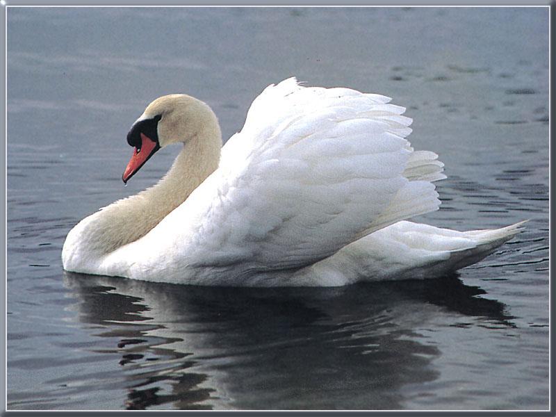 Mute Swan 02-Floating on water.JPG