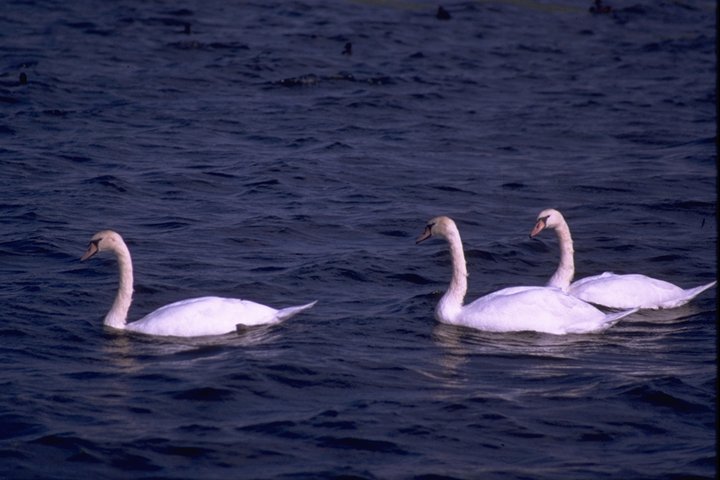 Mute Swans.jpg