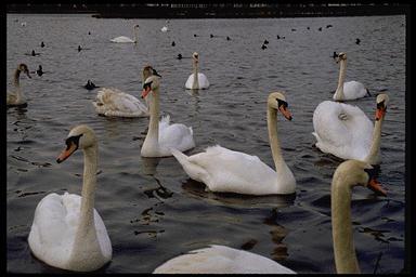P027 056-Mute Swans-flock on lake.jpg