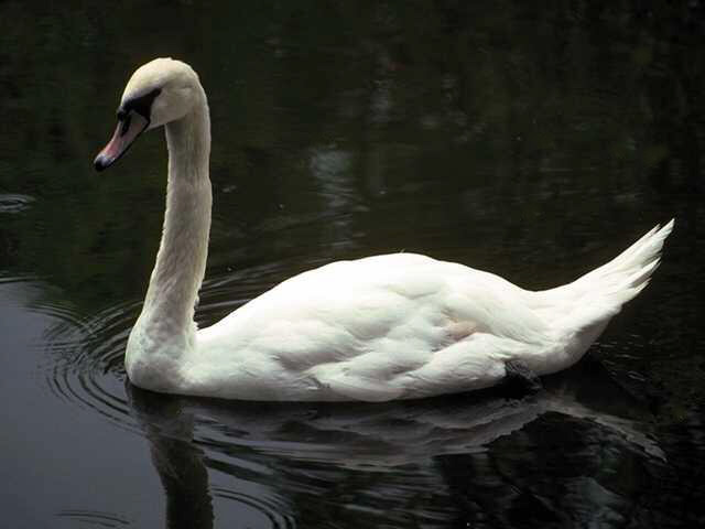 Photo406-Swan-Floating.jpg