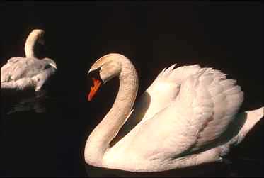 svan2-Mute Swans-floating on water.jpg