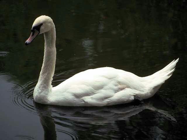 svan3-Mute Swan-floating on water.jpg