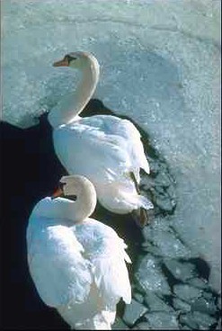 svan5-Mute Swans-pair in ice hole.jpg