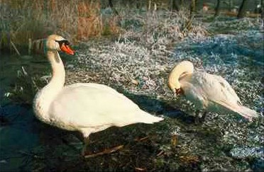 svan6-Mute Swans-pair on shore.jpg