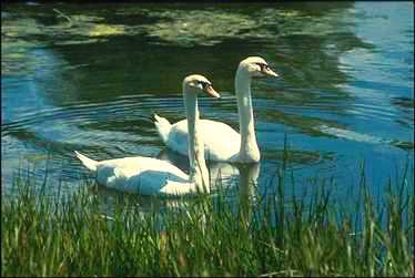 svan7-Mute Swans-pair floating on water.jpg