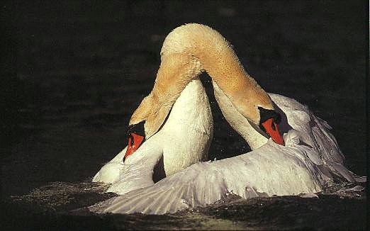 Svanar-Mute Swans-pair hugging on water.jpg