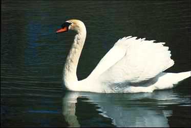 svan-Mute Swan-floating on water.jpg