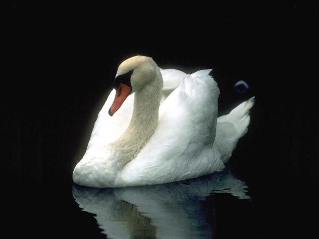 Swan-b.jpg