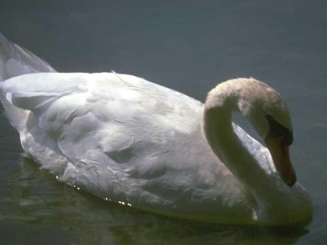 swan-d-floating.jpg