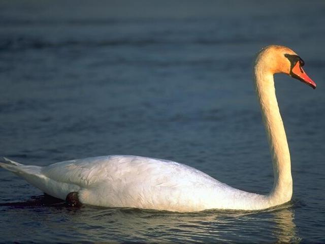 Swan-Red-billed-1251 05.jpg