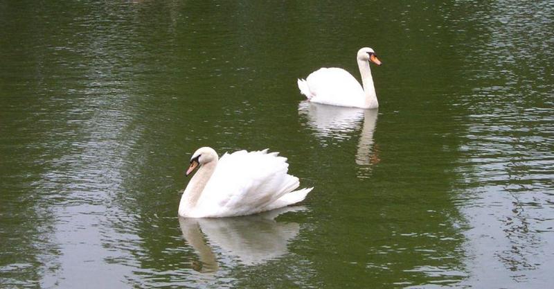 swans01.jpg