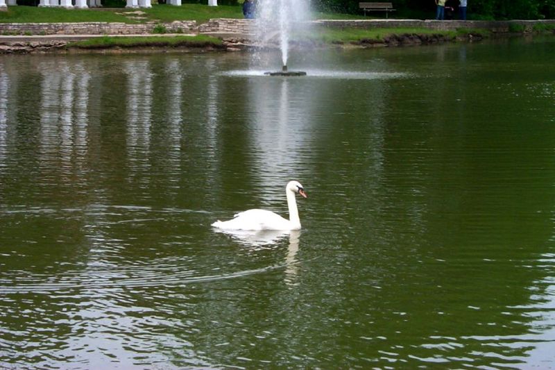 swans02.jpg