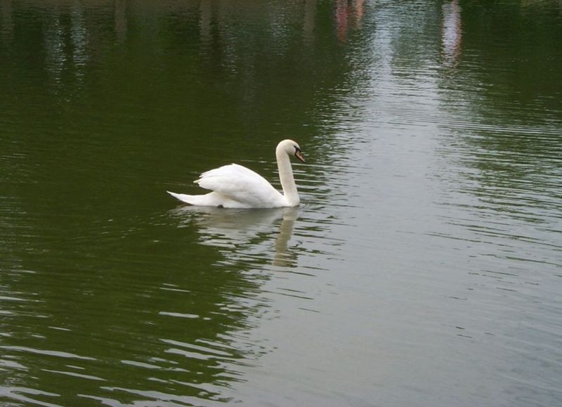 swans03.jpg