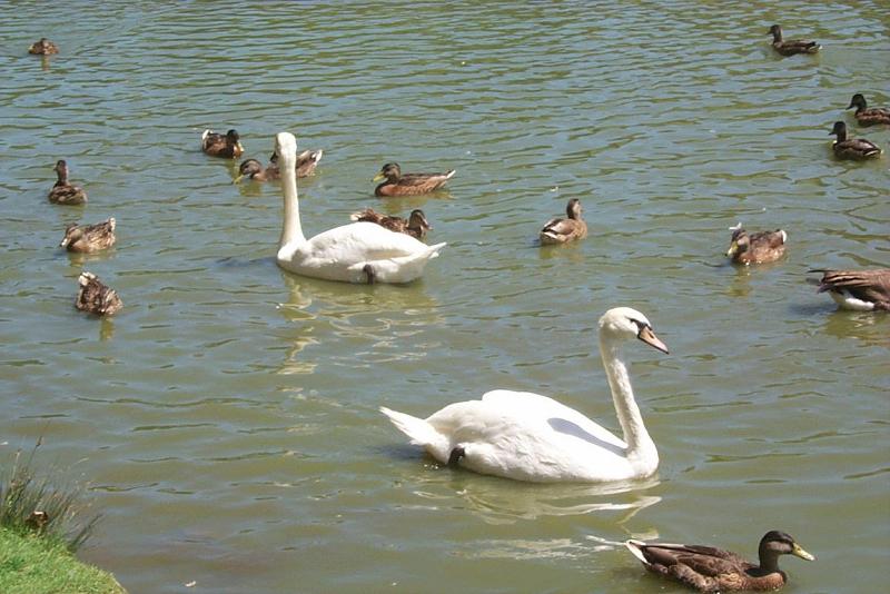 waterfowl01-Mute Swans-and-Ducks-by Joel Williams.jpg
