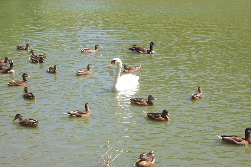 waterfowl03-Mute Swan-and-Ducks-by Joel Williams.jpg