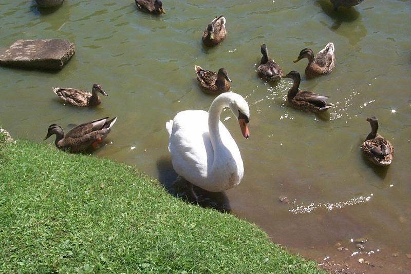 waterfowl05-Mute Swan-and-Ducks-by Joel Williams.jpg