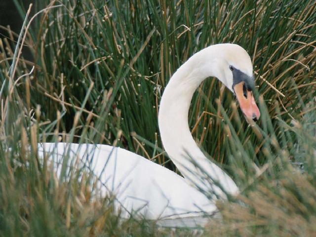 White Swan81-In Swamp Bush.jpg