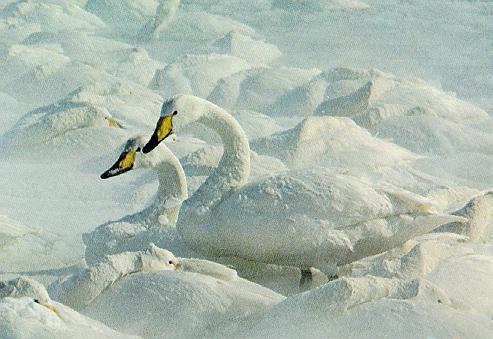 Snow Swan-Trumpeter Swans-pair on snow.jpg