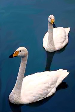 svan4-Trumpeter Swans-pair on water.jpg