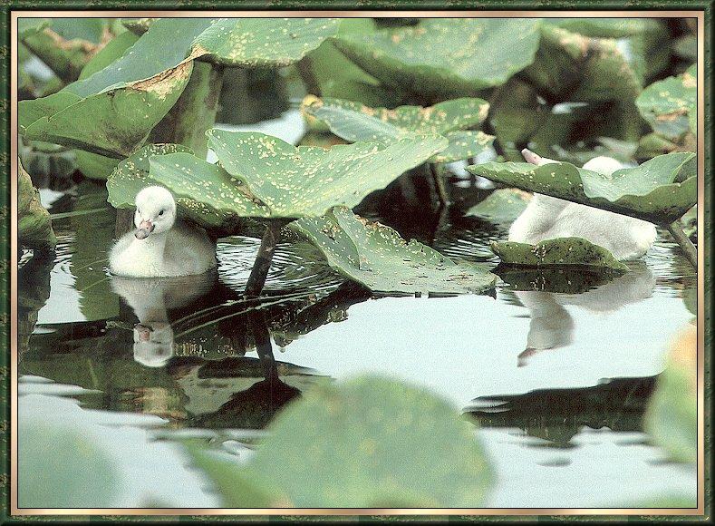 Bird bb013-Young Trumpeter Swans-in lotus pond.jpg