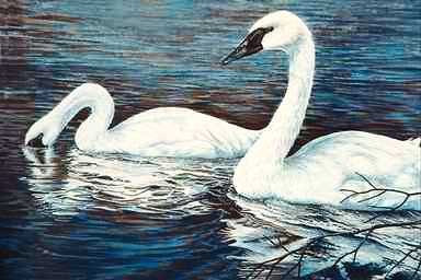 BirdPainting-Trumpeter Swan1-pair foraging on water.jpg