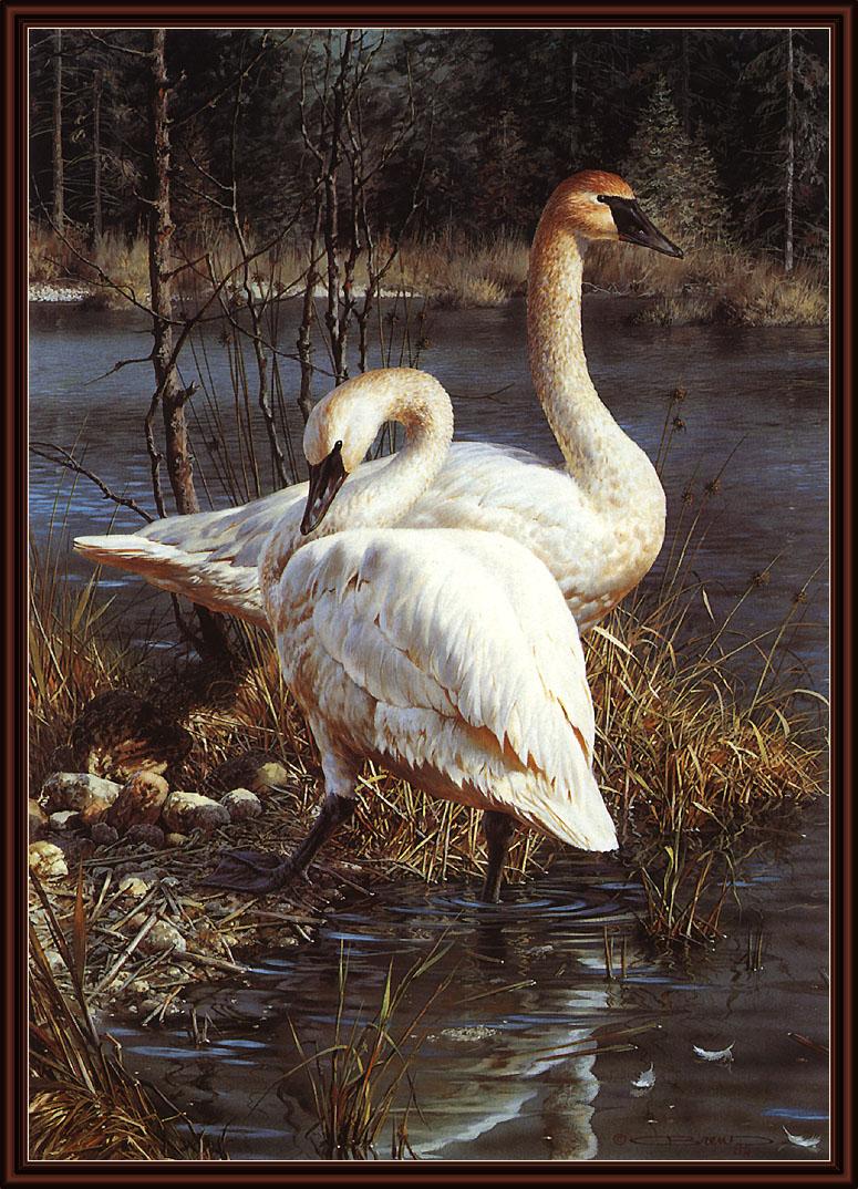 ksw-carl brenders-78-white elegance-trumpeter swans.jpg