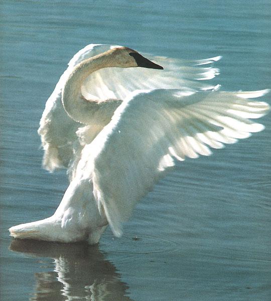 Trumpeter Swan 01-Standing in water-Open wings.jpg