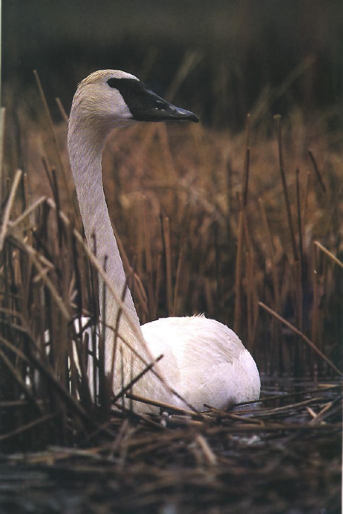 Trumpeter Swan 02-On Swamp.jpg