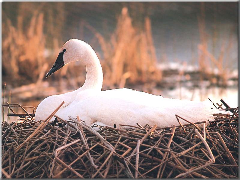 Trumpeter Swan 03-Incubating eggs on nest.jpg