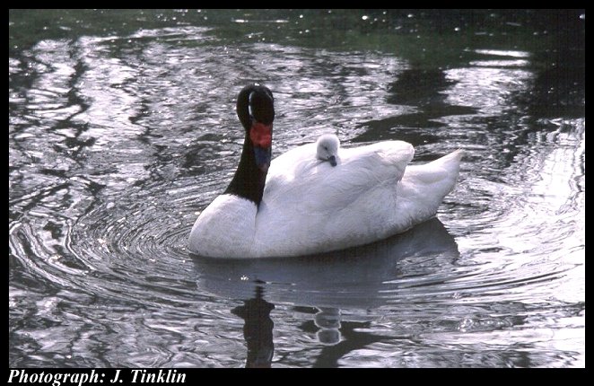 JT01437na-Black-necked Swans-baby riding mom.jpg