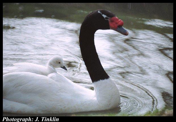 JT01461n-Black-necked Swans-baby riding mom.jpg