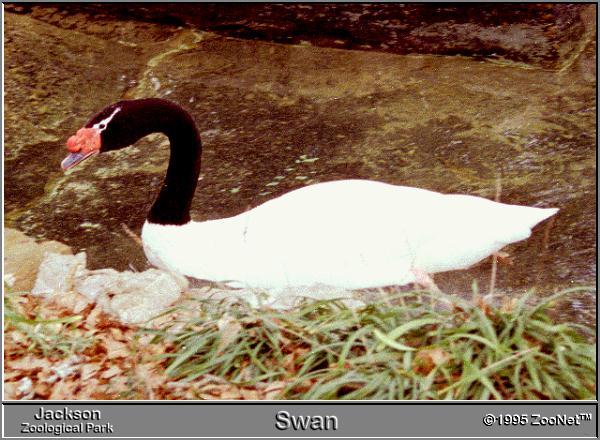 swan Jackson Zoo.jpg
