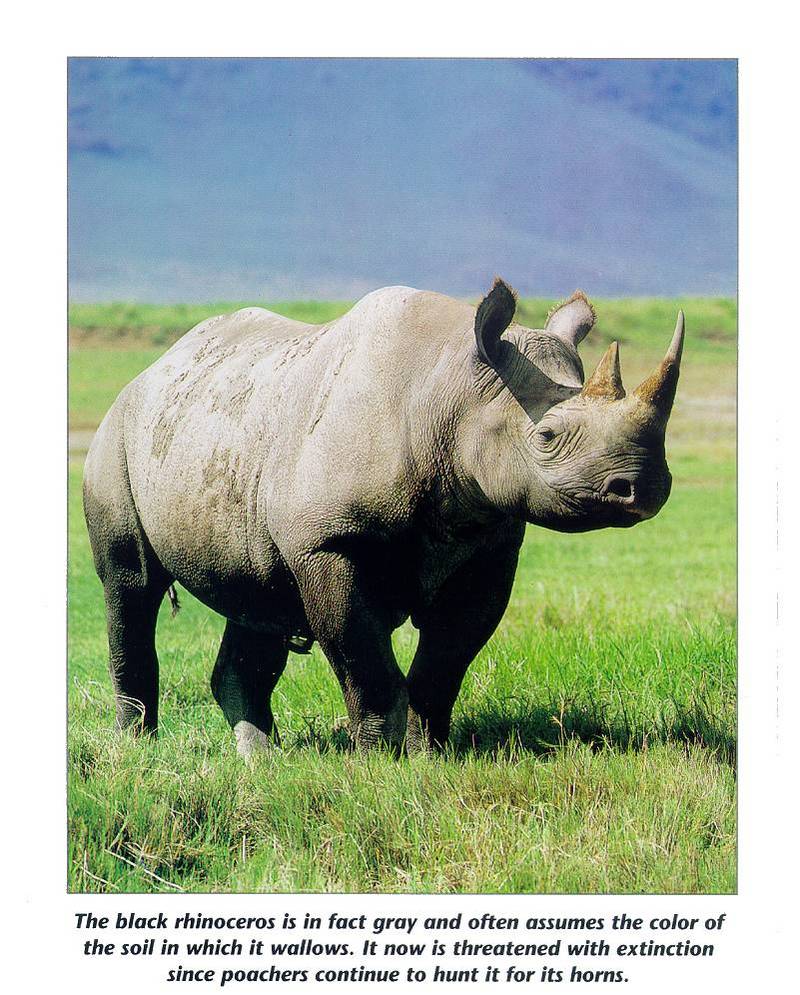 Neushoorn07-Black Rhinoceros-standing on plain.jpg