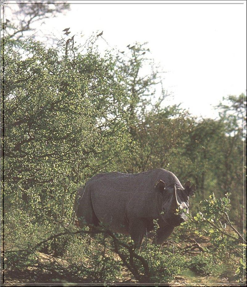 PO Fisa 176 Rhinoceros noir.jpg