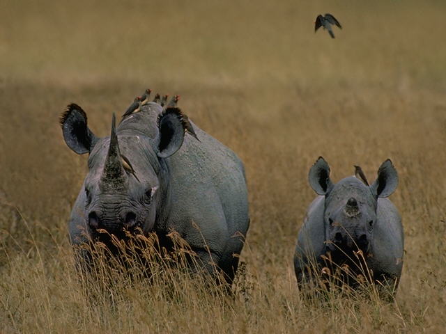 S095180-Black Rhinoceroses-mom and young on plain.jpg