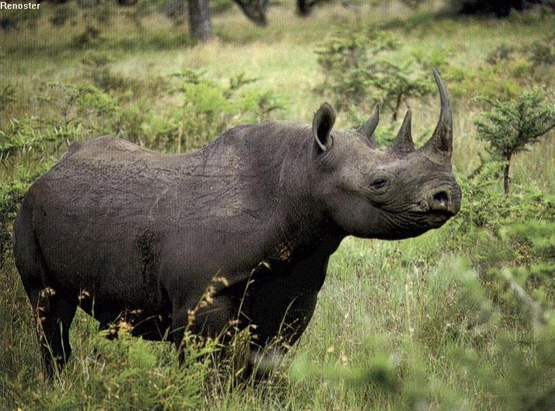 safric15-Black rhinoceros.jpg