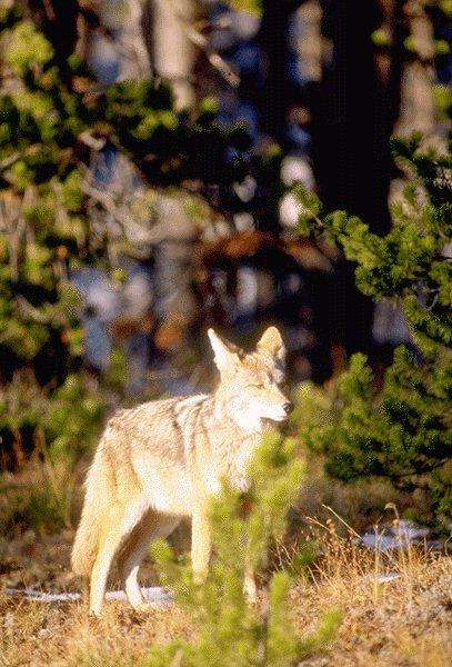 15530085-Coyote-In Forest.jpg