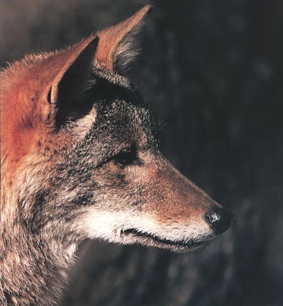 Coyote 003-Face Closeup.jpg