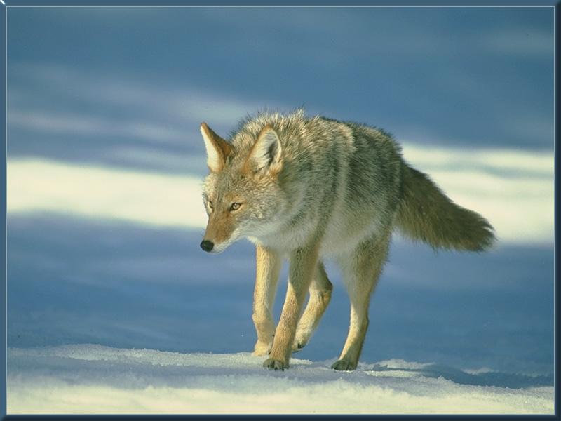 coyote 01-Walking on snow.jpg