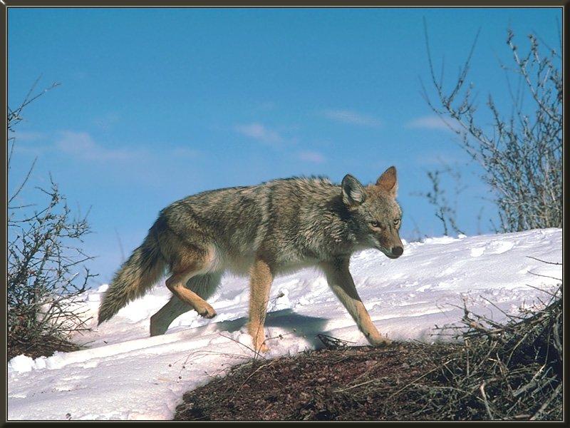 coyote 02-Run-SnowHill.jpg